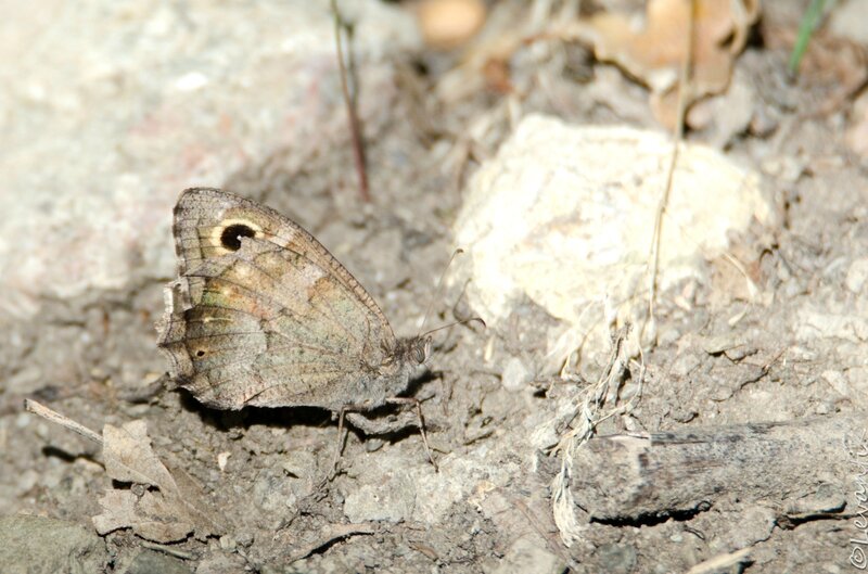 Le Faune - Hipparchia statilinus (2)