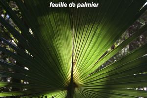 17___feuille_palmier