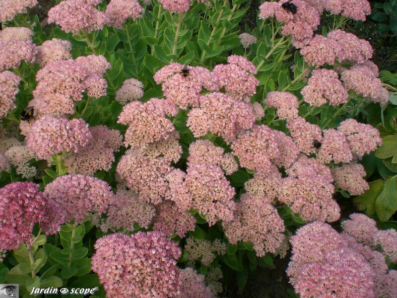 Sedum