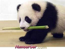 panda bambou
