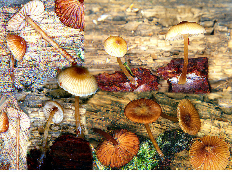 Entoloma bispora 1994 0430_0004 ab