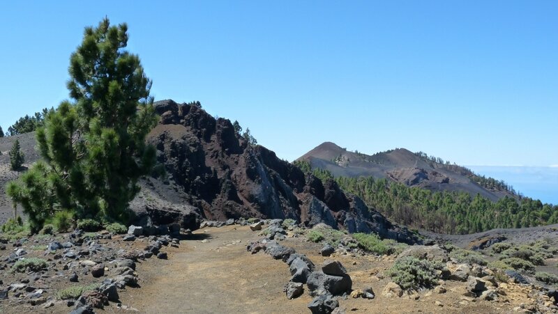 canaries18