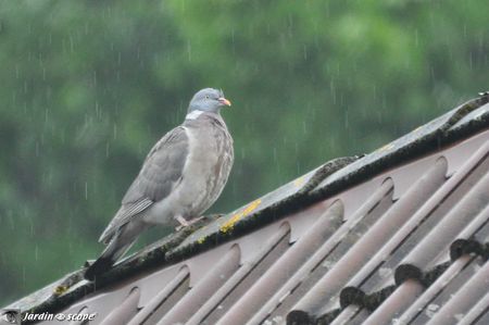 Pigeon-ramier-pour-la-pluie