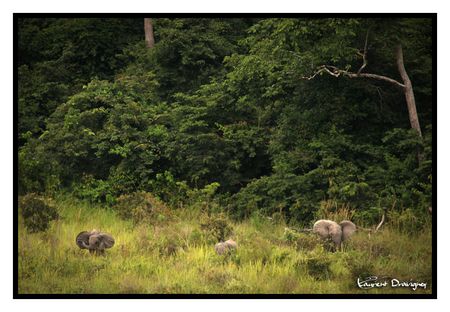 Elephant_groupe_2_2_copy