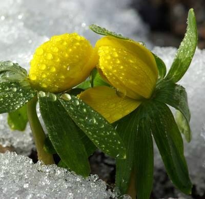 Eranthis hyemalis