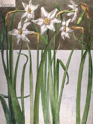 Jonquilles de Henri Bergé