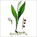 Le Muguet de mai, une plante ravissante hautement toxique !