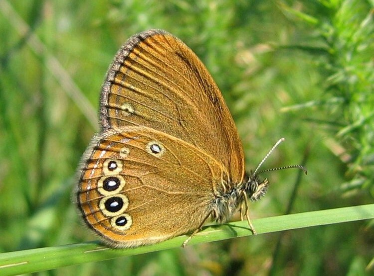 Coenonympha_oedippus_(01