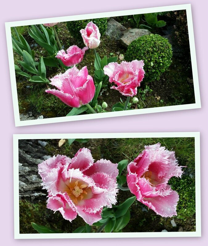 16 04 29 16h30 tulipes perroquet roses