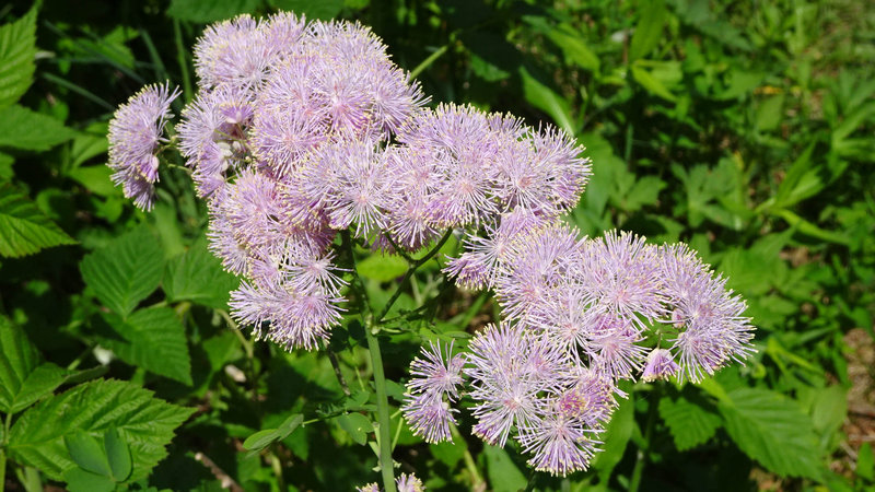 DSC00351