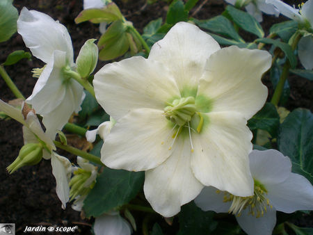 Helleborus Niger