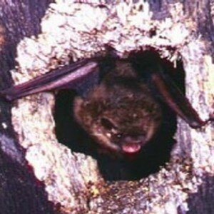 pipistrelle_de_l_est