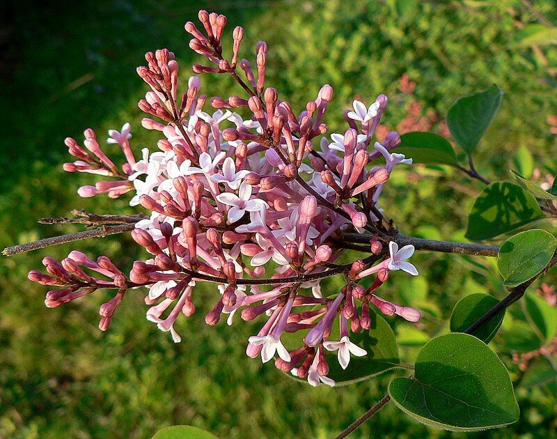 lilas à petites feuilles