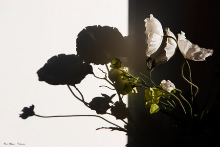 fleur_tissus_ombre_900