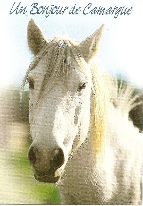 On dirait le Sud, mais c 'est un cheval... par Pascale