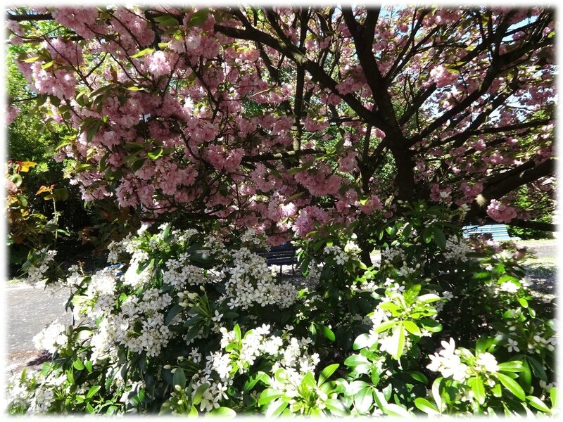 Cerisier en fleurs1