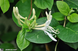 Lonicera_Periclymenum_2