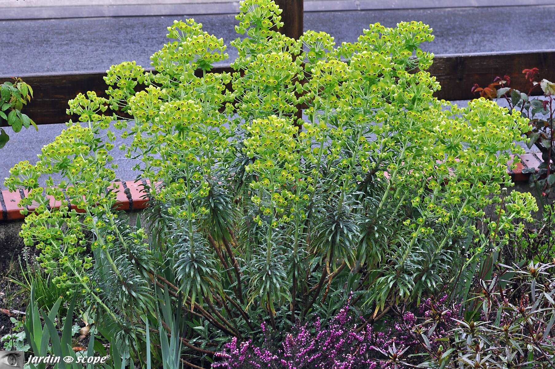 Euphorbe-Characias-1