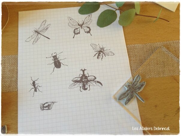 insectes2
