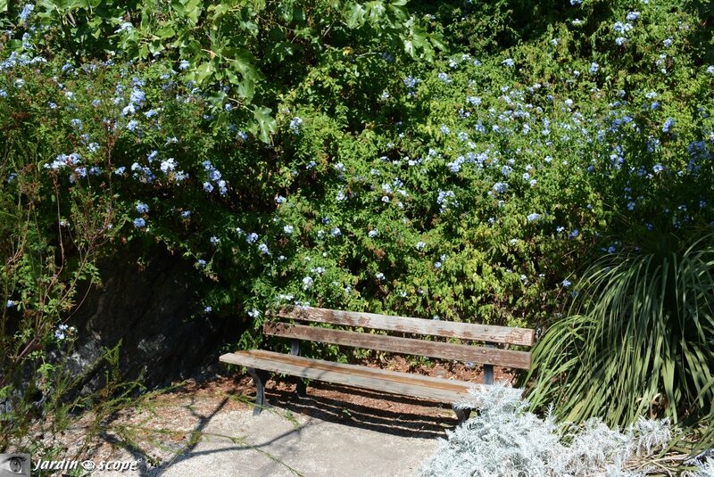 Parc Saint-Bernard - Dentelaire du Cap - Plumbago auriculata 