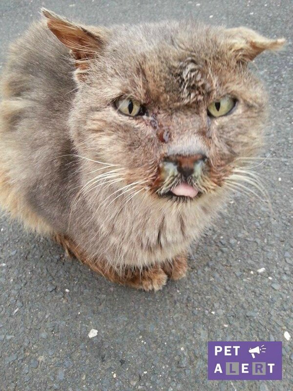 le chat de saint lo