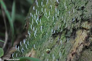 Clavaire visqueuse • Multiclavula-mucida