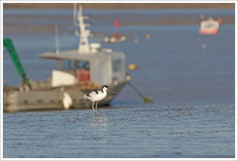 Aiguillon Pave avocette bateau 071213 4