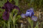 iris_hocus_pocus___border