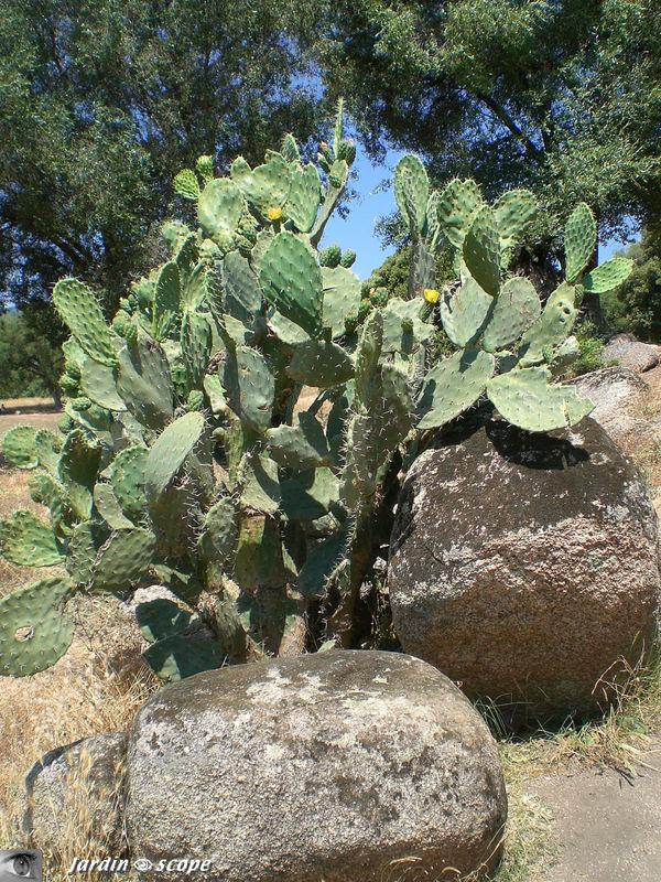 Opuntia • figuier de Barbarie ou figuier d'Inde