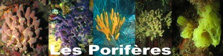 Les_poriferes