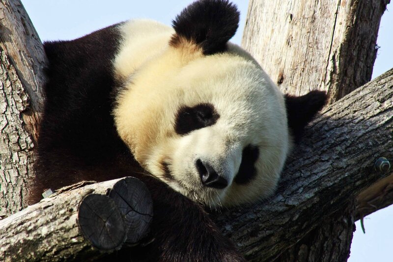 89-Panda Geant
