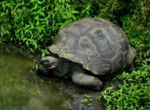 tortue-geante-des-galapagos