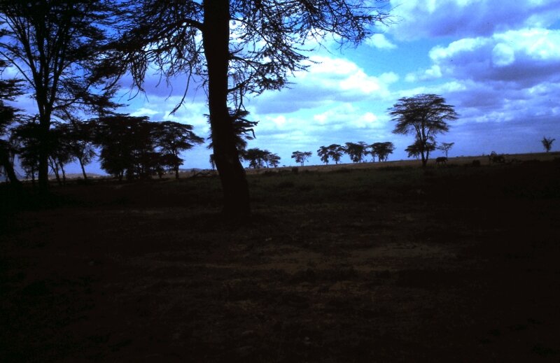amboseli paysage v