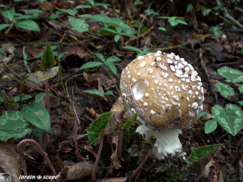 Champignon