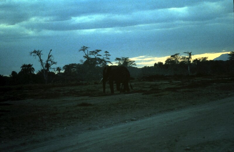 amboseli elephant kili ee