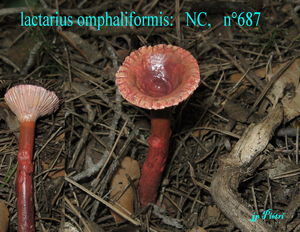 lactarius_omphaliformis__n_687