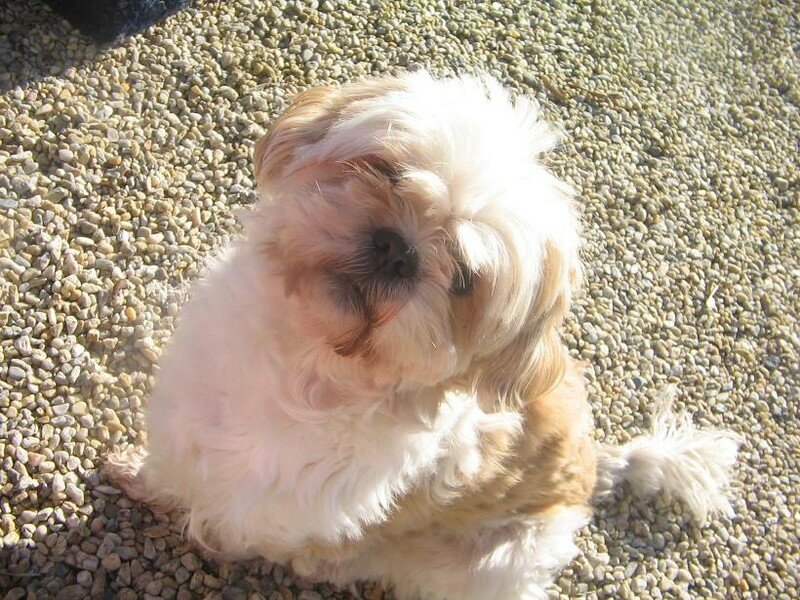 Murphy, Nugget's et Ruby au bbq 002