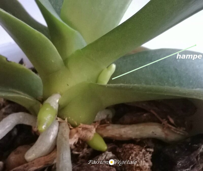 nouvelle hampe phalaenopsis fleurs blanches