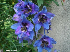 Delphinium