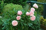 IMG_2982copie