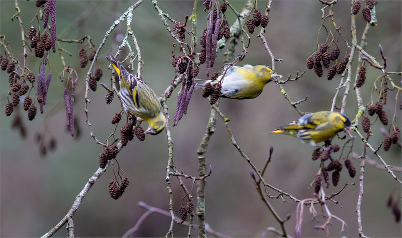 Oiseau tarin aulnes 020224 2