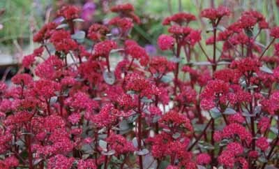 Hylotelephium 'Red Cauli'400