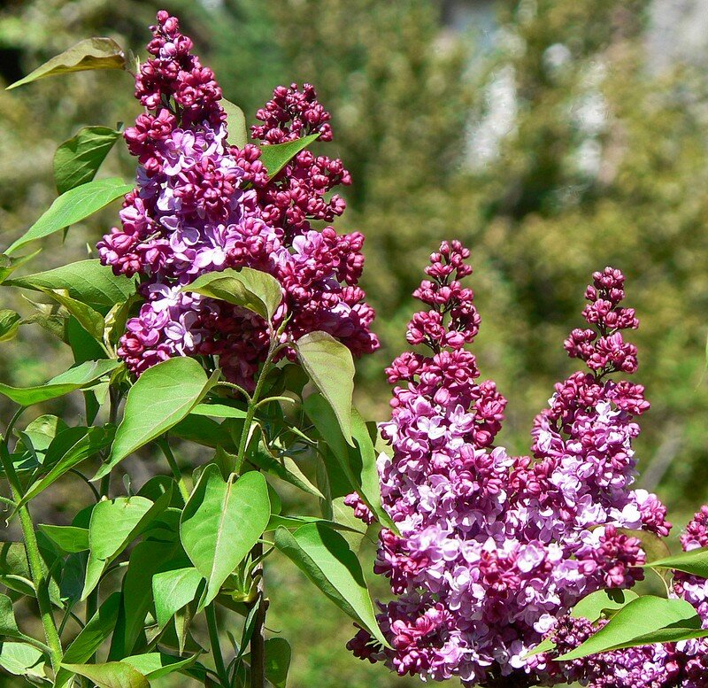 lilas