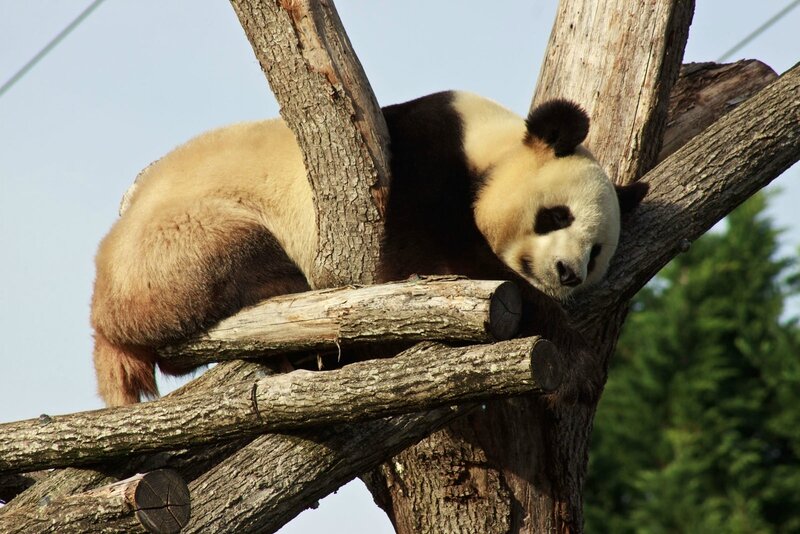 87-Panda Geant