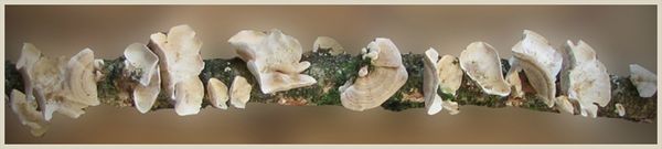 branche-champignons
