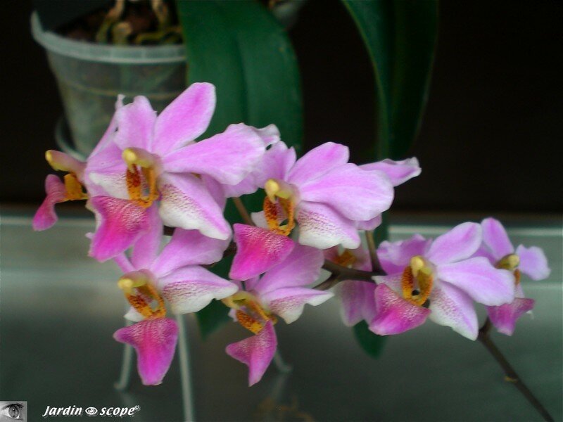 Expo d'Orchidées 2008 - Serre aux papillons du Parc Floral d'Orléans