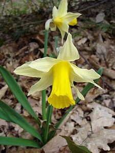 250px_Narcissus_pseudonarcissus1