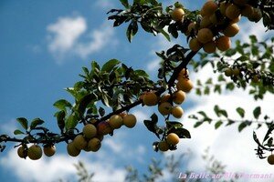 Mirabelles_2
