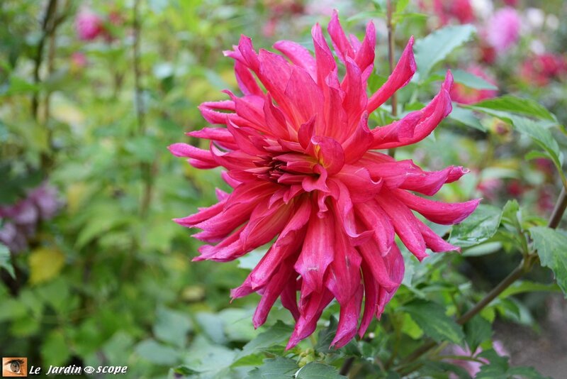 Dahlia-rouge
