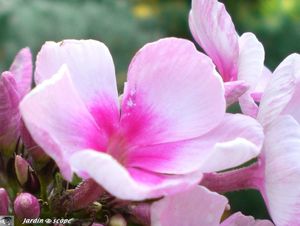 Phlox_Pan_rose